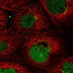 FAM210A Antibody, Novus Biologicals 0.1mL; Unlabeled:Antibodies, Polyclonal